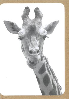 Grusskarte Zoo Giraf