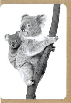 Grusskarte Zoo Koala