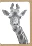 Grusskarte-Zoo-Giraf