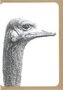 Grusskarte-Zoo-Struisvogel
